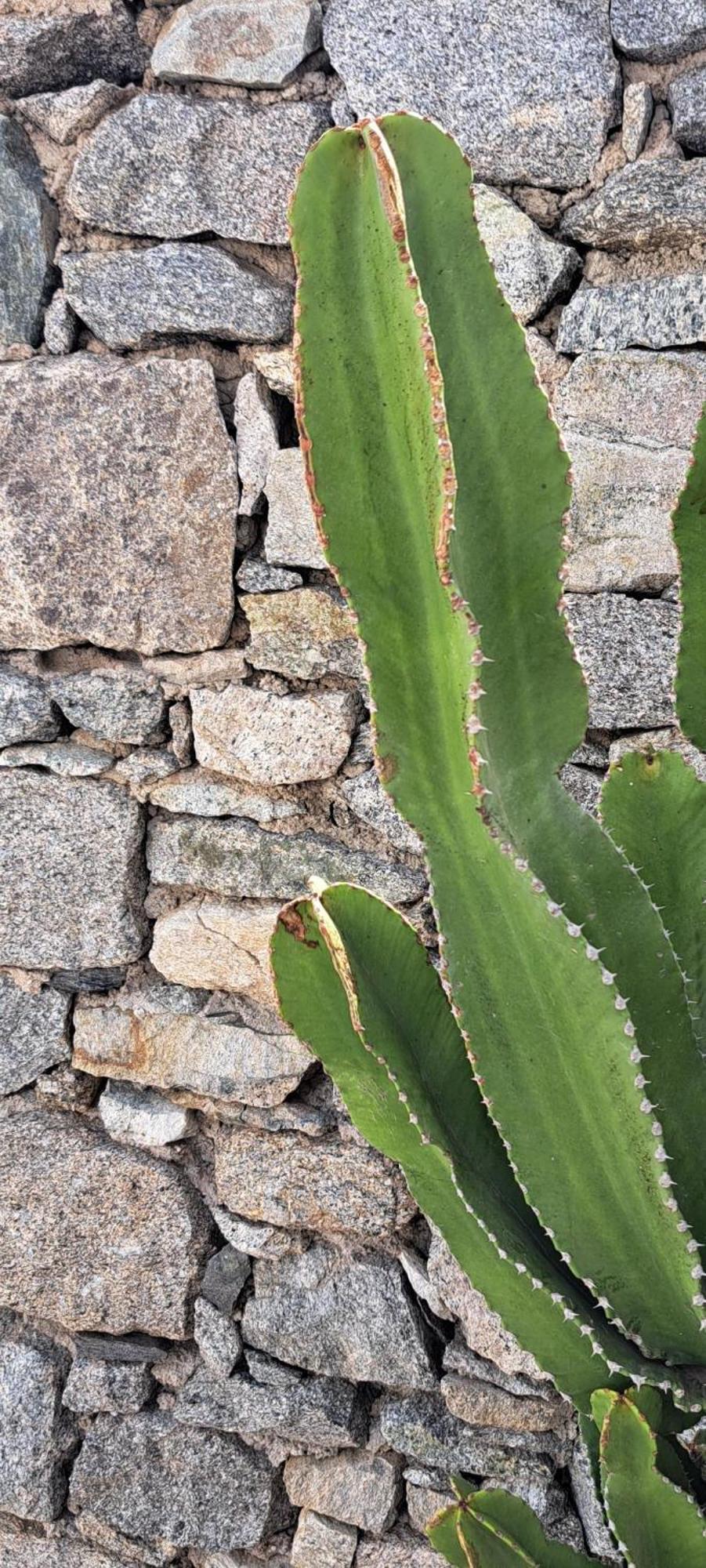 Anixi - Primavera Mykonos Ornos  Buitenkant foto